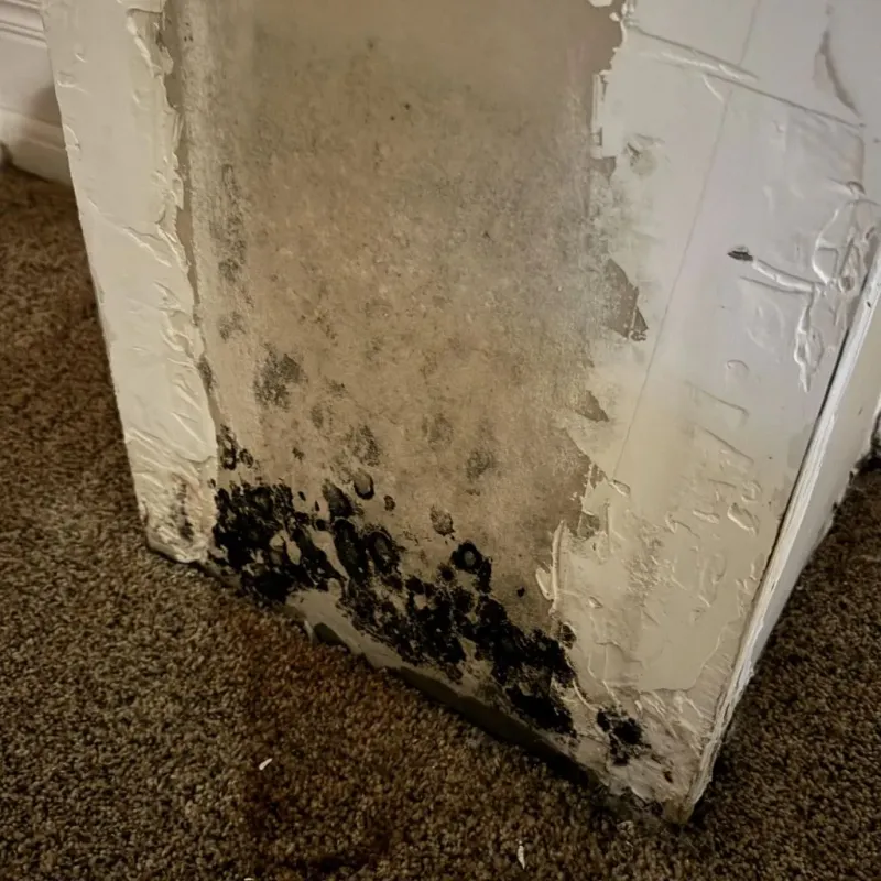 Professional Mold Removal in Cassville, MO